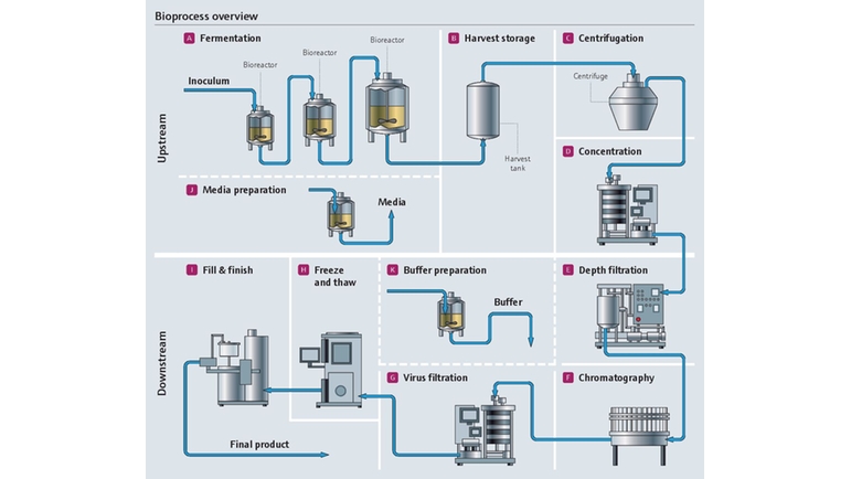 Ilustración detallada del bioproceso