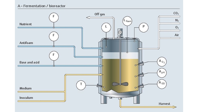 Proceso de fermentación