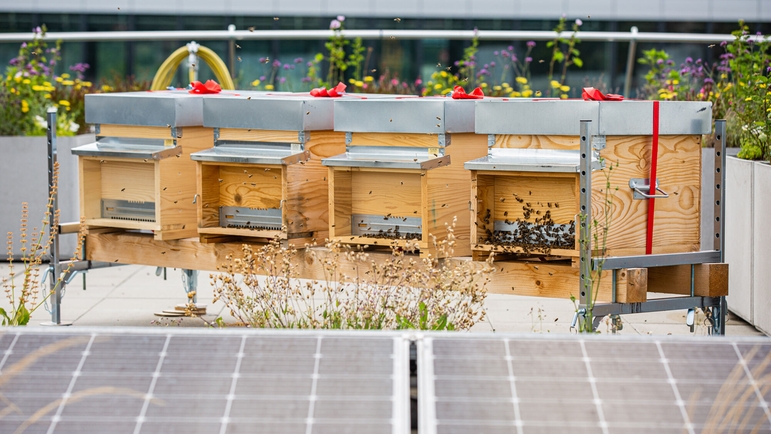 Como polinizadoras, las abejas garantizan la fertilización y la supervivencia de muchas plantas