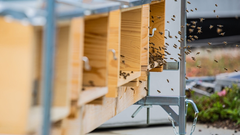 Las abejas son cuidadas por un empleado formado como apicultor, que también se ocupa de la recolección y el envasado de la miel.